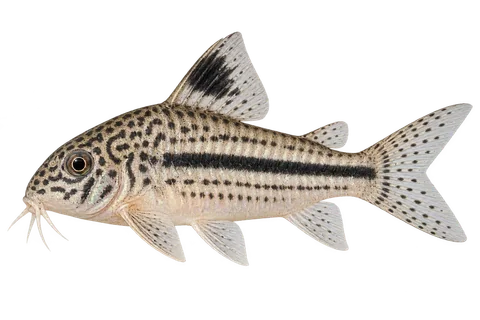 三线鼠 (Hoplisoma trilineatum) AI示意图