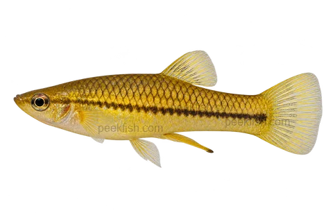 Left-facing natural yellow adult male Xiphophorus pygmaeus AI illustration with dark scale edges and lateral marking, no long sword.