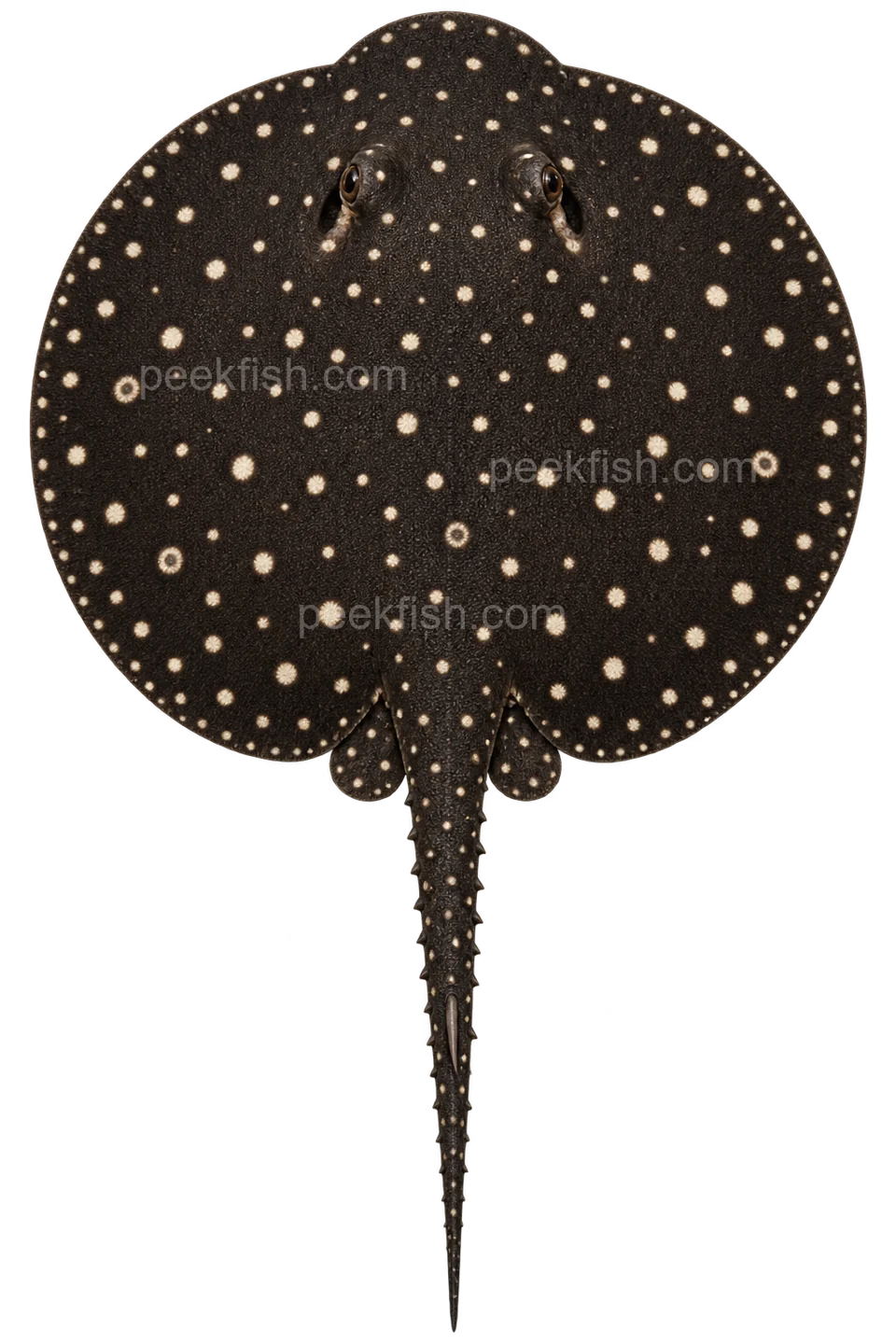 Potamotrygon albimaculata — dorsal top-down AI illustration, head up, complete disc and tail down; not a photograph