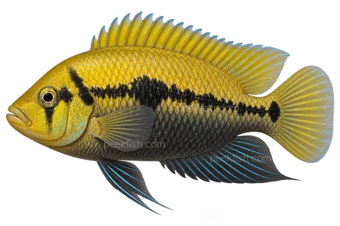 Herotilapia multispinosa完整左向侧面AI示意图
