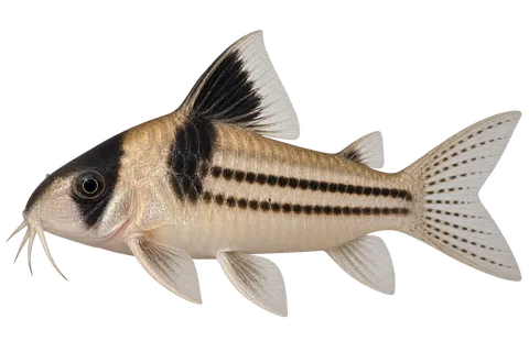 Hoplisoma parallelum完整左向侧面AI示意图