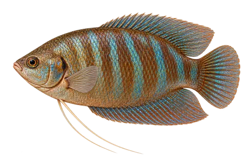 厚唇丝足鲈 (Trichogaster labiosa) AI示意图