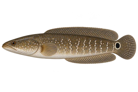 Small snakehead — Natural brown adult, sex unspecified; white spots, tail-base eyespot, no pelvic fins; AI-generated illustration.
