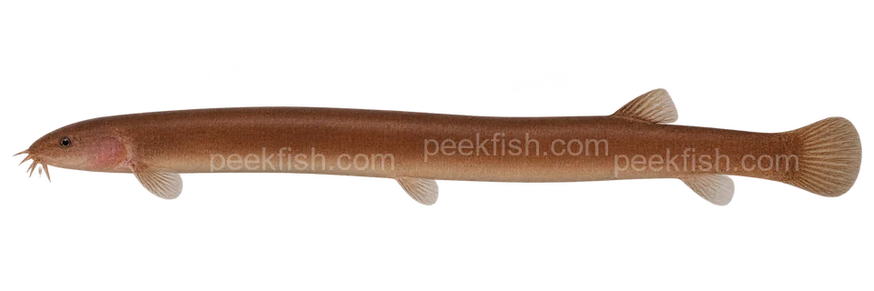 Pangio oblonga; natural-colour representative adult-form intent, sex unspecified, left-facing lateral AI illustration, not a photograph; no specimen, exact-stage or expert identification is claimed.