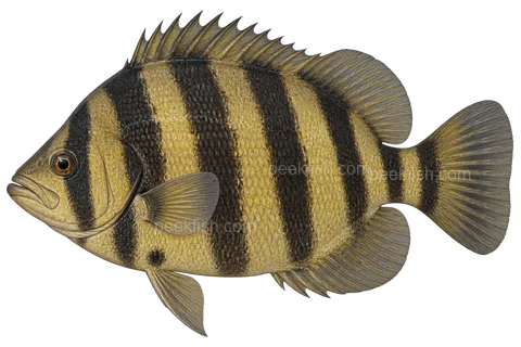 Indonesian tiger perch, adult natural-colour left-facing AI illustration