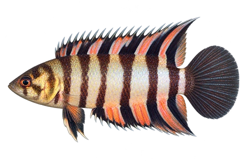 Microctenopoma ansorgii完整左向侧面AI示意图