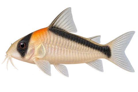 Hoplisoma adolfoi完整左向侧面AI示意图