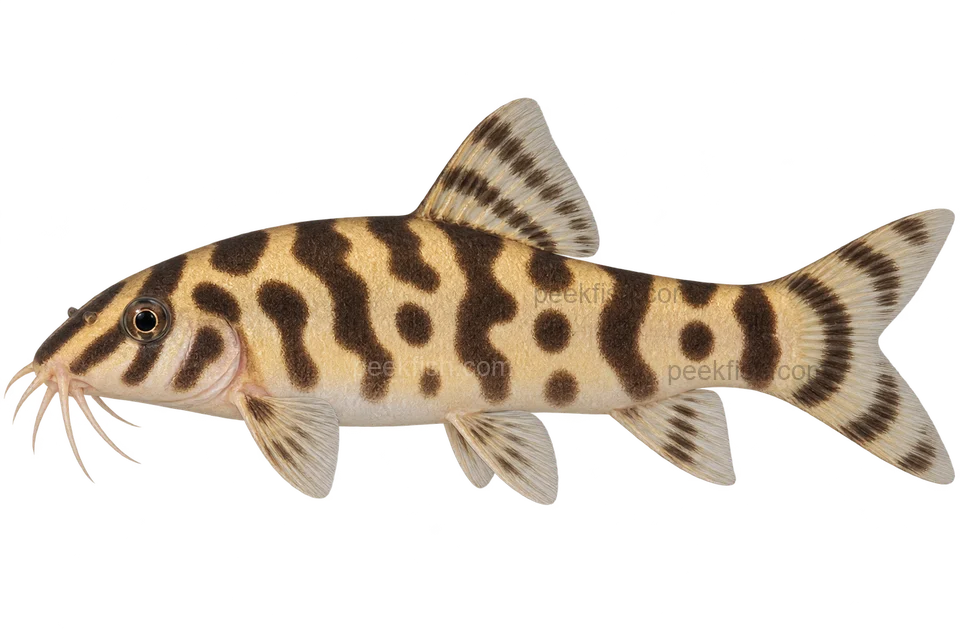 Botia histrionica — left-facing adult AI illustration, not a photograph