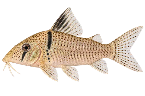 Corydoras pastazensis完整左向侧面AI示意图