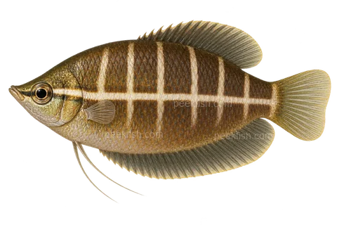 AI illustration of Sphaerichthys selatanensis, complete left-facing side view