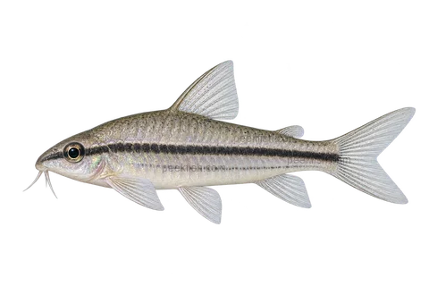 Pygmy Cory — AI-generated left-facing adult illustration