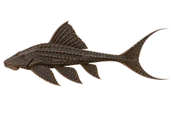 AI illustration of adult Acanthicus adonis in left-facing side view; not a photograph.