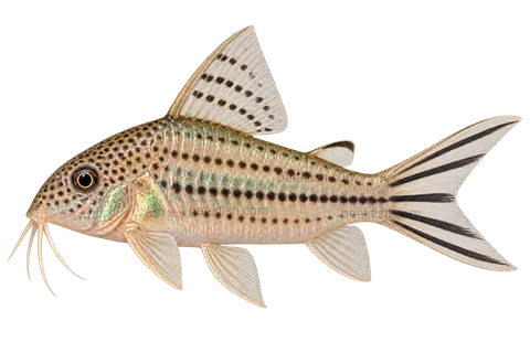Flagtail Cory — AI educational side-view illustration