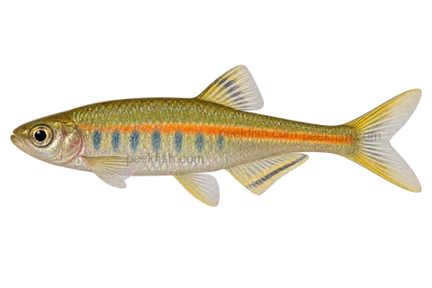 Glowlight danio — left-facing AI-generated natural-coloured adult male, not a photograph