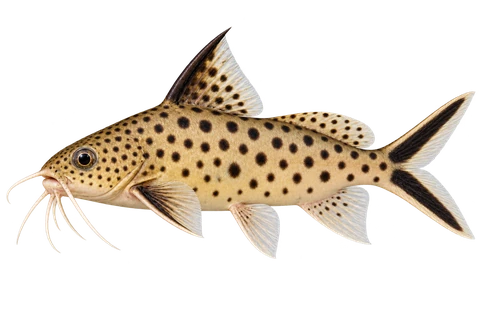 多斑倒游鲶（Synodontis multipunctatus）自然型成体左向侧面AI示意图