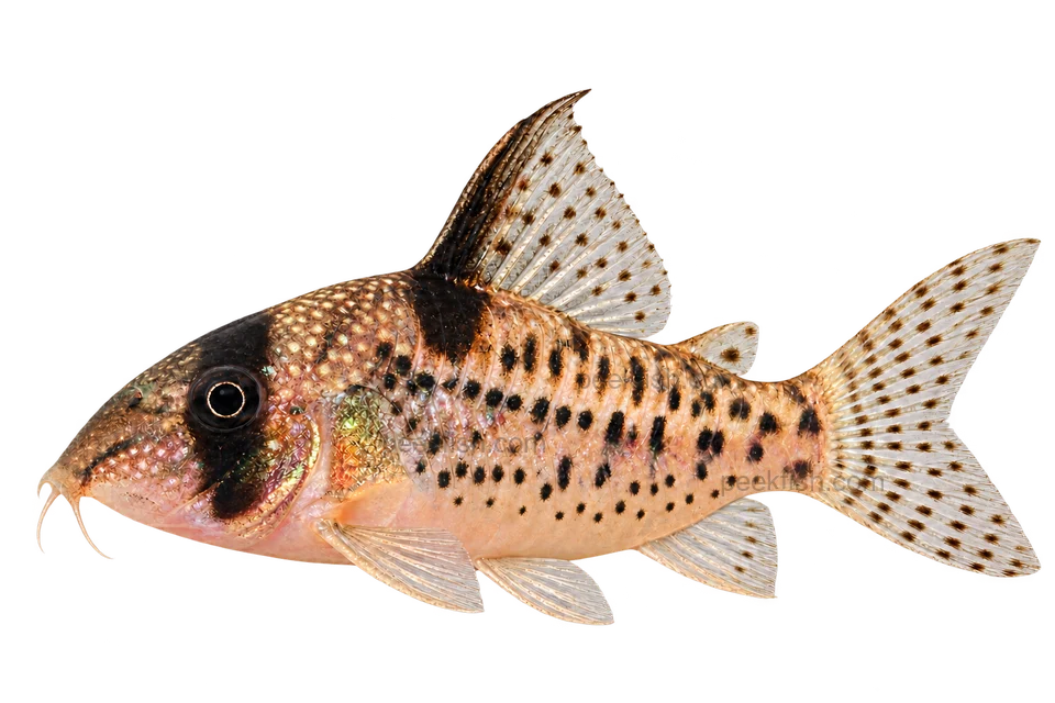 Hoplisoma noxium完整左向侧面AI示意图