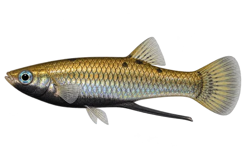 Girardinus metallicus — Black-chin morph adult male; this colour is not shared by every male. AI-generated side-view illustration.