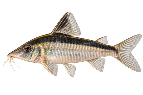 AI illustration of Corydoras narcissus, complete left-facing side view