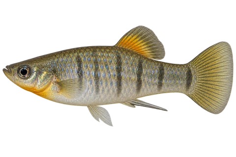 Limia tridens,自然外观成年雄鱼,左向AI示意插画