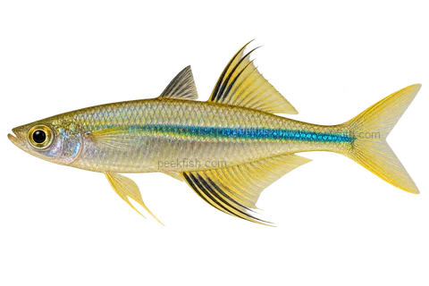 AI illustration of adult male Marosatherina ladigesi, complete left-facing side view