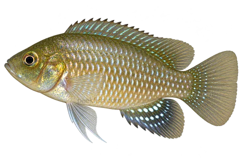 Pseudocrenilabrus multicolor 成体朝左透明侧面示意图
