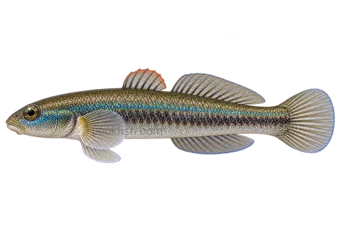 Purple neon goby adult male in left-facing side view; AI-generated illustration