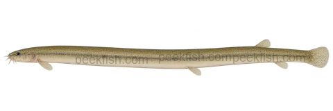 Pangio anguillaris; natural-colour representative adult-form intent, sex unspecified, left-facing lateral AI illustration, not a photograph; no specimen, exact-stage or expert identification is claimed.