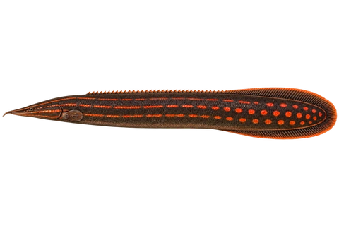 Mastacembelus erythrotaenia完整左向侧面AI示意图