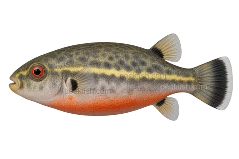 Bornean redeye puffer (Carinotetraodon borneensis), left-facing adult AI illustration