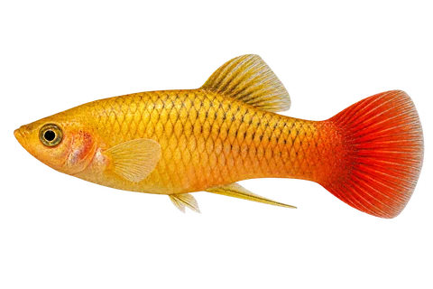 Xiphophorus variatus 普通鳍商品型成年雄鱼侧面AI示意图,细长体形、金黄色体侧和适度红尾,无剑、无高鳍或球形体形。