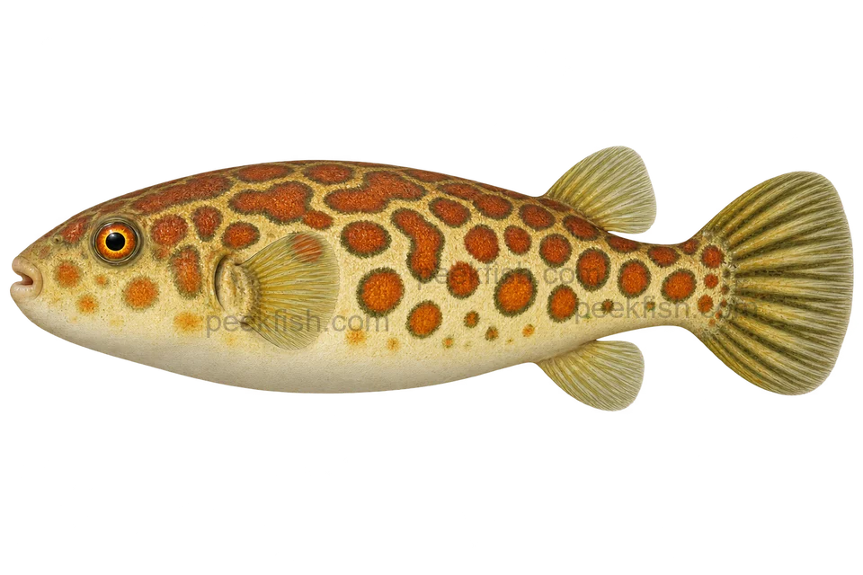 Tetraodon pustulatus(Tetraodon pustulatus)自然成体左向侧面AI示意图