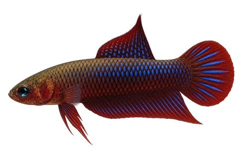 Betta uberis完整左向侧面AI示意图