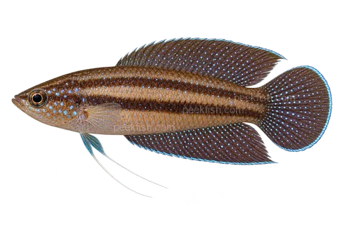 AI illustration of Parosphromenus pahuensis, complete left-facing side view