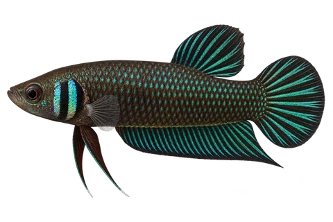 Betta mahachaiensis完整左向侧面AI示意图