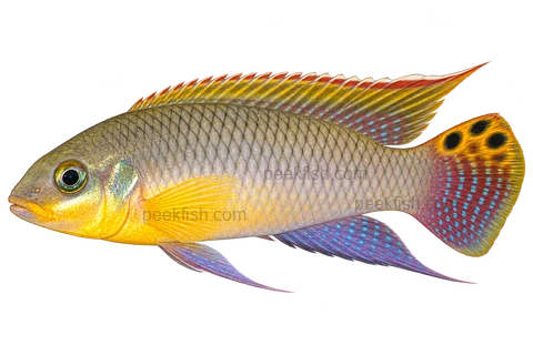 Pelvicachromis kribensis 成体朝左透明侧面示意图