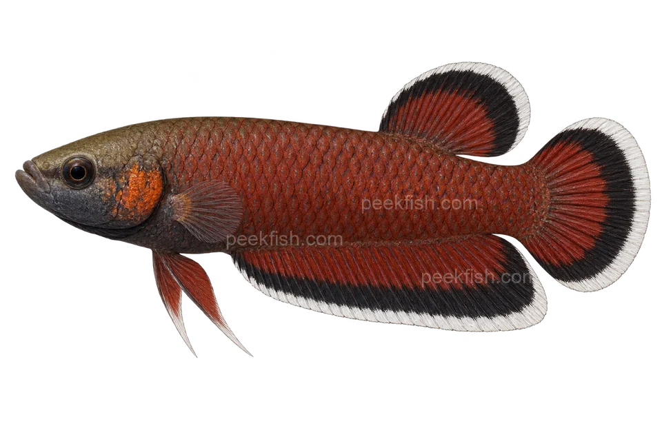 Betta albimarginata — natural-colour adult male; AI-generated left-facing side-view illustration