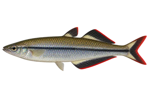 AI illustration of adult male Bedotia madagascariensis, left side, ordinary adult male