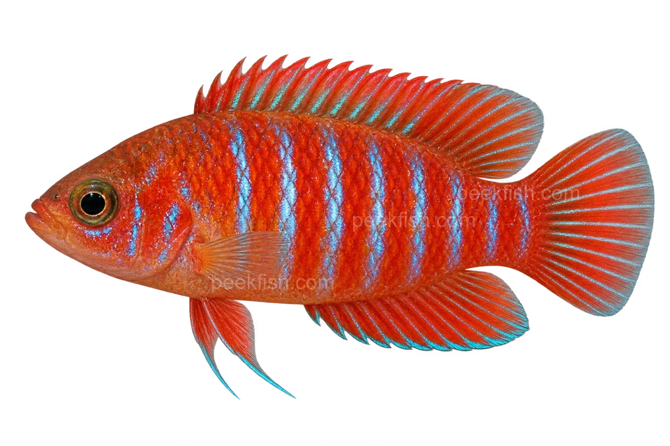 Scarlet badis — Natural-coloured adult male; AI-generated illustration