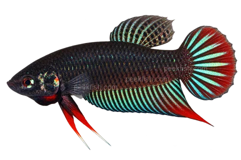 AI illustration of Betta siamorientalis, complete left-facing side view
