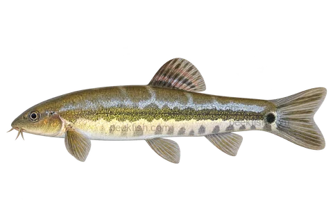 Traccatichthys pulcher 成体代表外观,朝左透明侧面AI示意图,非实拍。