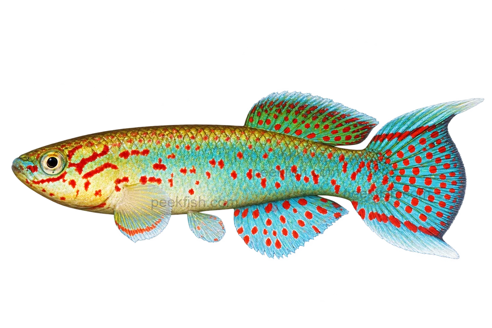 Fundulopanchax gardneri, adult male AI side-view illustration facing left