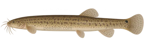Misgurnus anguillicaudatus：自然色、左向侧面AI示意图，非实拍；表达代表成体外形，性别未指定，未作实物个体、精确阶段或专家鉴定。