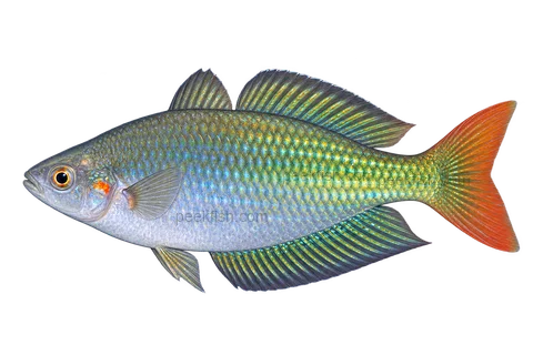 Melanotaenia fluviatilis, natural-form representative in left-facing lateral AI illustration; not a photograph.