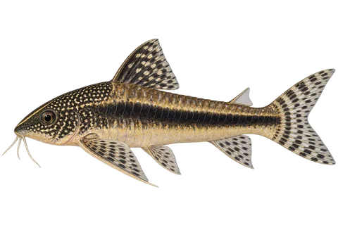 Scleromystax barbatus完整左向侧面AI示意图