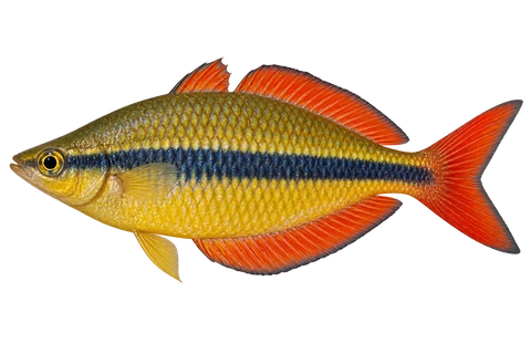 Melanotaenia herbertaxelrodi 成体雄鱼完整左向侧面AI示意图(natural adult male)