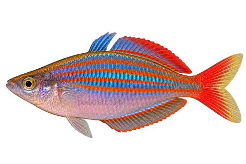 Melanotaenia rubrivittata male left-facing AI illustration