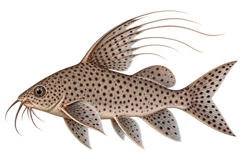 羽鳍倒游鲶(Synodontis eupterus)自然型成体左向侧面AI示意图