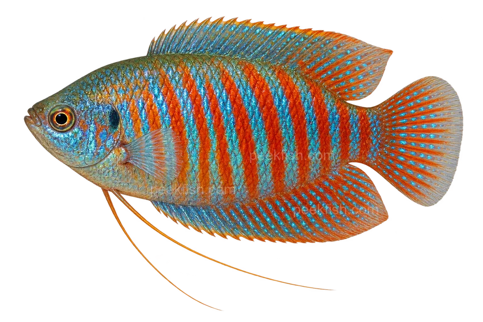 AI illustration of a left-facing adult male dwarf gourami with red and blue bands and two long threadlike pelvic fins