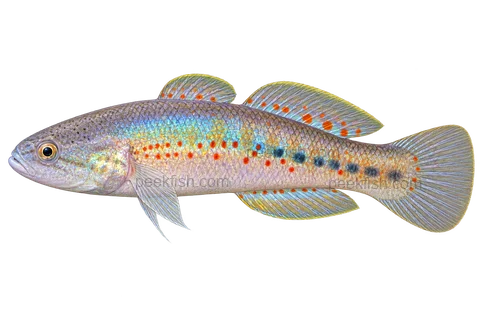 Southern purplespotted gudgeon adult male in left-facing side view; AI-generated illustration