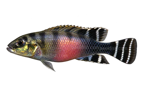 Nanochromis transvestitus 成体朝左透明侧面示意图